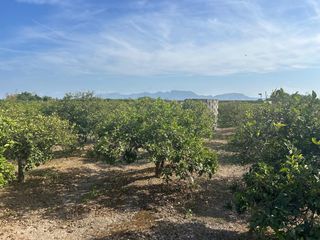 Fondo rustico  Carrer del pou. Terreno en venta