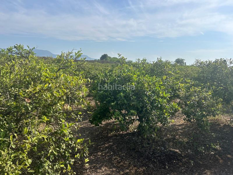 Foto 92fb3eea-c487-439c-ac4c-e1246709d010. Finca rústica a Sueca Sueca