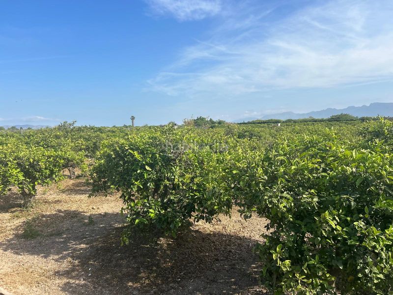 Foto ce925808-b0e8-4e29-b728-6c65a549427a. Finca rústica a Sueca Sueca
