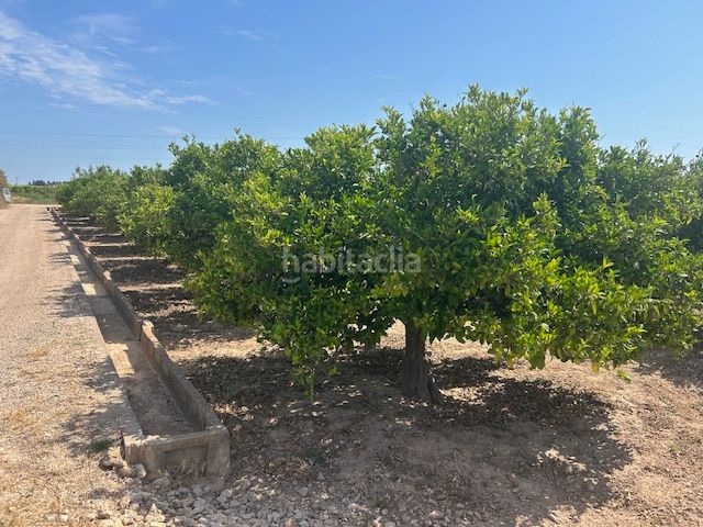 Foto 7252aa9b-59fc-46ae-b7aa-e72e2ace3583. Finca rústica a Sueca Sueca