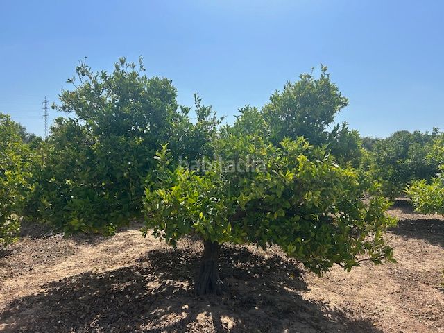 Foto 9965e76a-b80a-47e0-ba73-39ddf4efb4ce. Finca rústica a Sueca Sueca