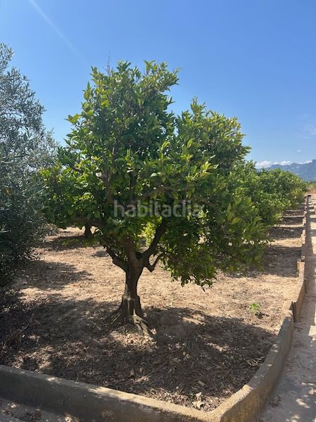 Foto dd129c19-3b56-4895-a398-f96512d96568. Finca rústica a Sueca Sueca