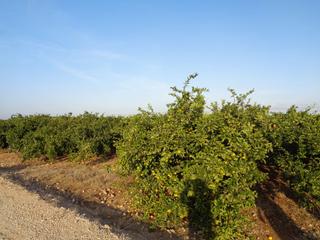 Finca rústica a Algemesí