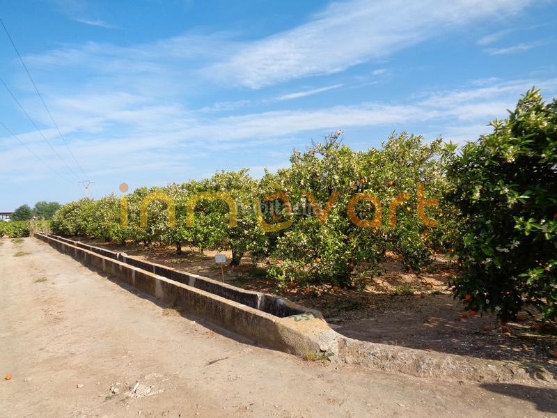 Foto 289b2388-d3f9-4fbe-ab10-ce0ddc1aa4db. Finca rústica a Algemesí