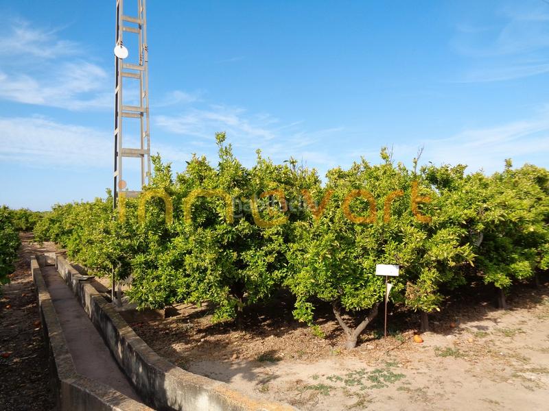 Foto 7305dc11-f33a-477b-9a1a-918d52c5fbd9. Finca rústica a Algemesí