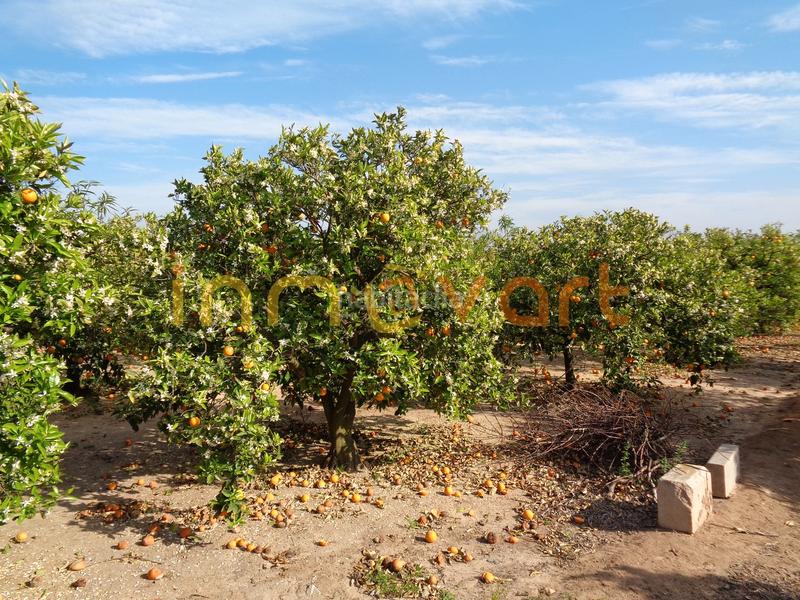 Foto d7ec9692-89c0-4792-8bae-d3312af69d48. Finca rústica a Algemesí