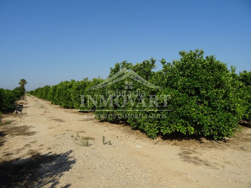 Foto aab78d9a-0690-4348-9d59-9f25ab8caeb2. Finca rústica a Algemesí