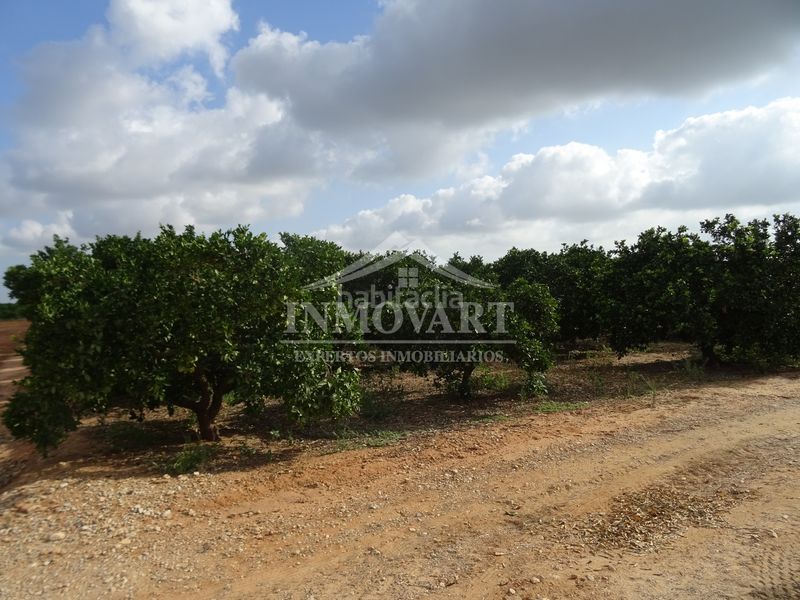Foto d559ff6b-946f-40b3-afc7-e637162b0f68. Finca rústica a Algemesí
