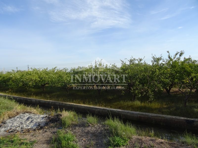 Foto f17a5ee1-35d1-484b-bcac-92f8cc6e86e6. Finca rústica a Algemesí