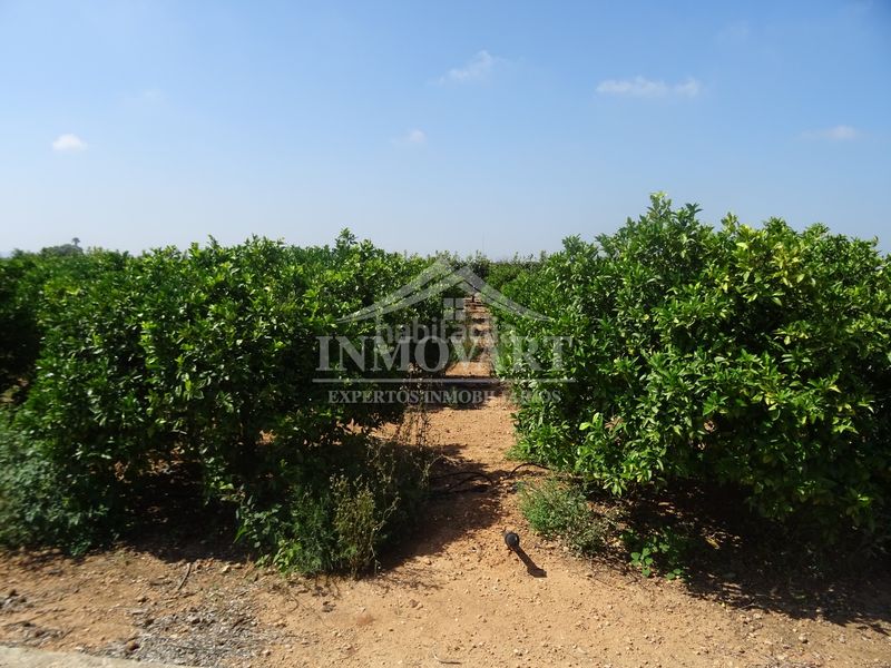 Foto 1f61d2c3-a0fb-447c-ad09-efa589fe7cfc. Finca rústica a Algemesí