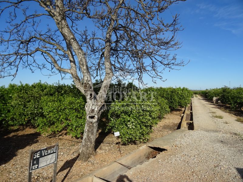Foto 5e0ec257-cf25-40a6-86b8-608f37f1f2ae. Finca rústica a Algemesí