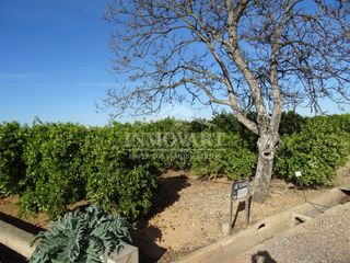 Landgut in Algemesí