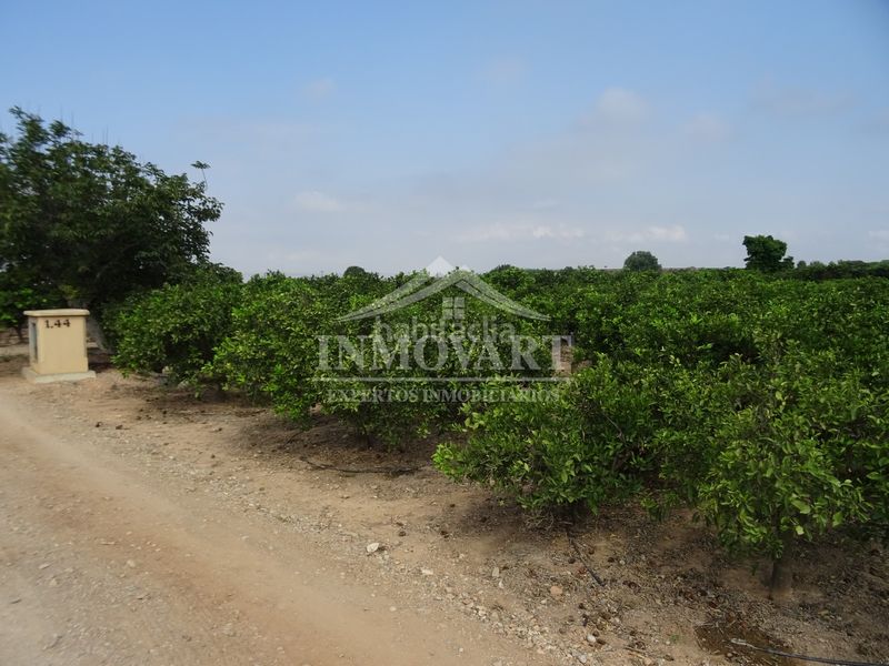 Foto b86d32e5-9143-4084-a57b-c222b24a4479. Finca rústica en Algemesí