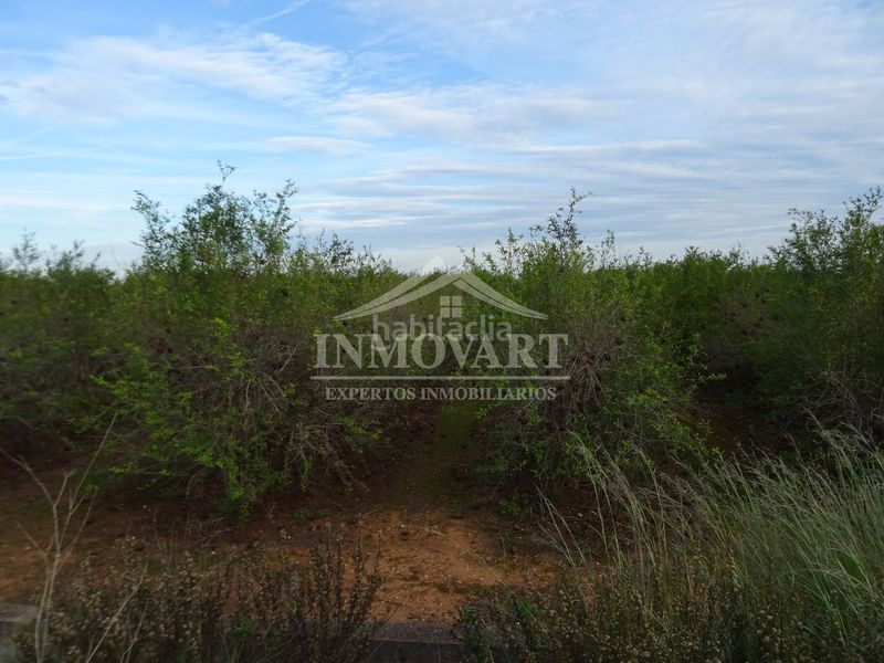 Foto 66fa3645-111d-48fe-8f5c-9259842df8d4. Finca rústica en Alginet