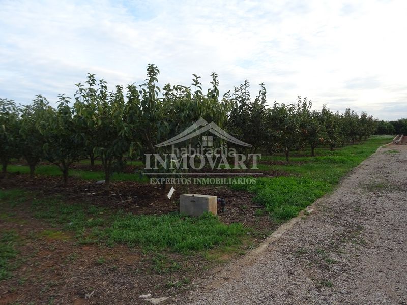 Foto 8f977d99-45c2-41b7-aeea-ce85f99c1fd4. Finca rústica a Alginet