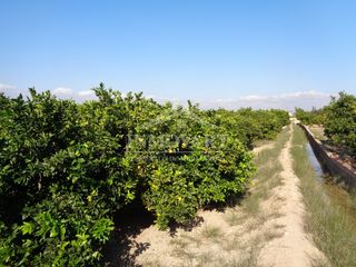 Finca rústica a Algemesí