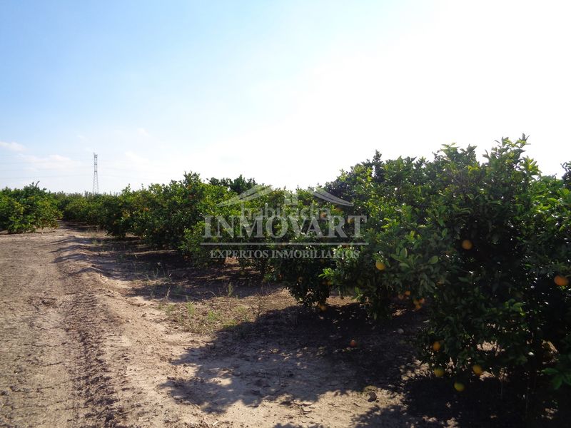 Foto ab65c694-4fa7-4da4-a5a4-50f309f136a9. Finca rústica a Algemesí
