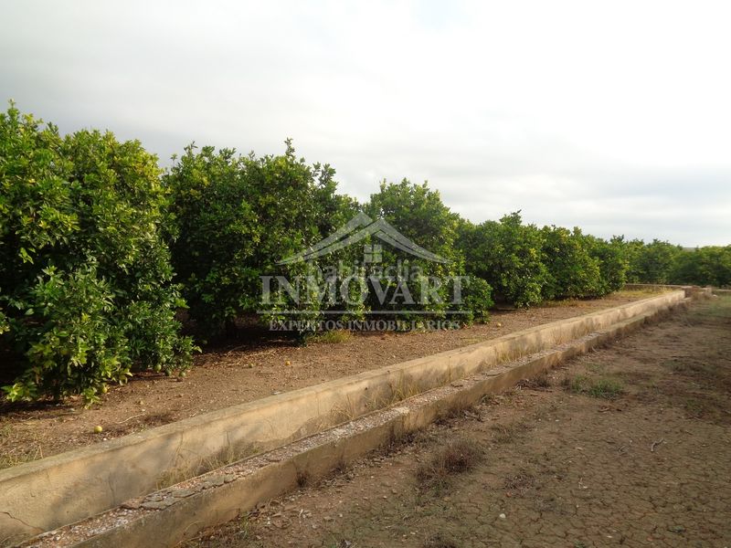 Foto 5c5a5448-ce6e-4e7c-a1bb-d072ac938377. Finca rústica en Algemesí