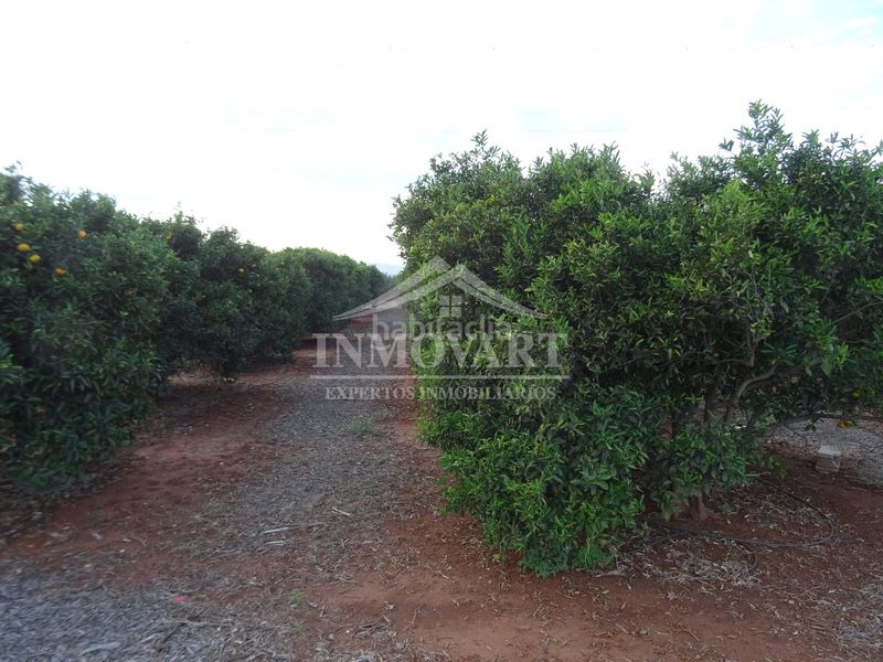 Foto 46fc9c73-a847-452d-8137-4542a743a211. Finca rústica en Alginet