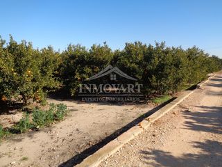 Rural plot in Algemesí