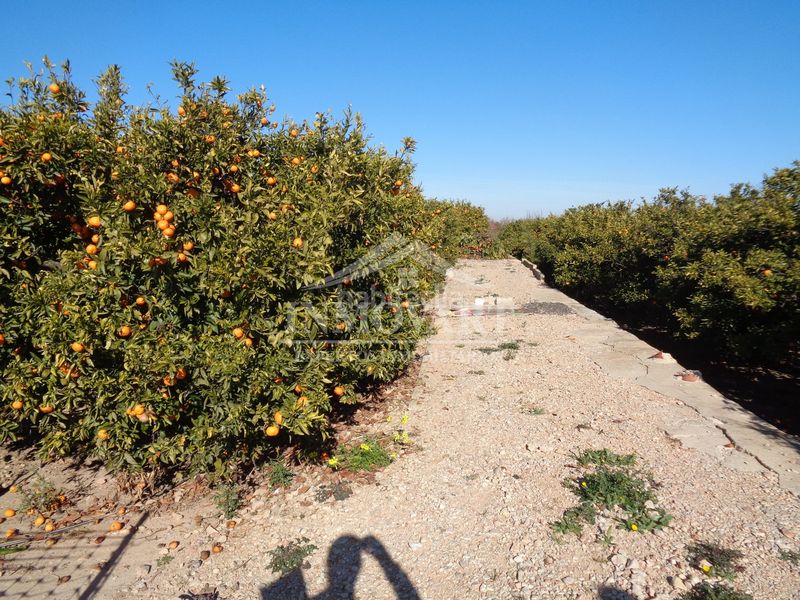 Foto b6bc0f79-590f-4cd5-8bbf-fafba67d86eb. Finca rústica a Algemesí
