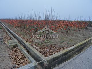 Rural plot in Algemesí