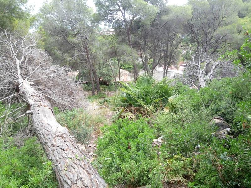 Foto 6f62897b-7004-4e59-9a6f-ae1f17500602. Finca rústica a costa Cunit - els jardins - els rosers Cunit