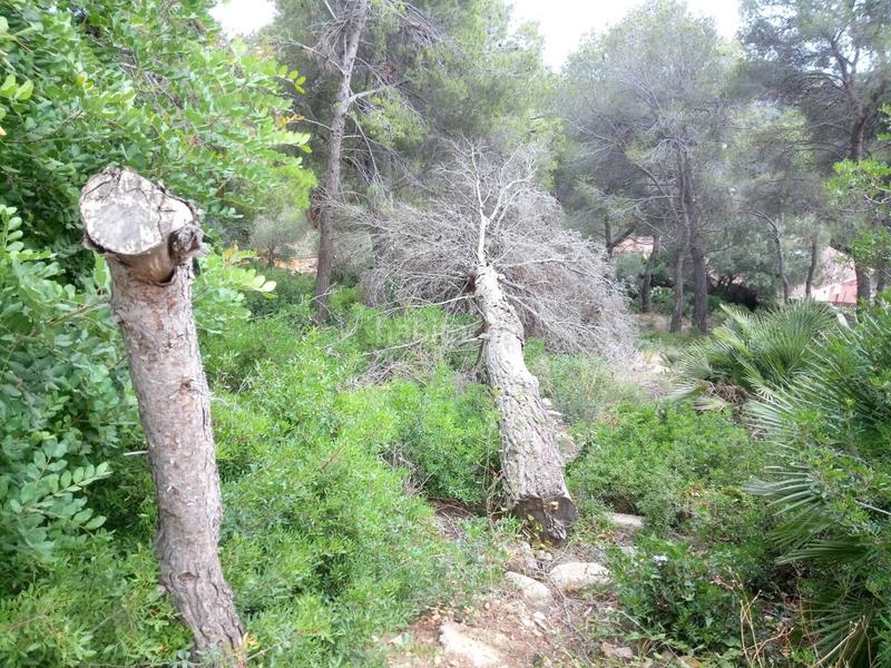 Foto bf247bbb-bc8f-4738-9f53-cc79a3555f3b. Finca rústica a costa Cunit - els jardins - els rosers Cunit