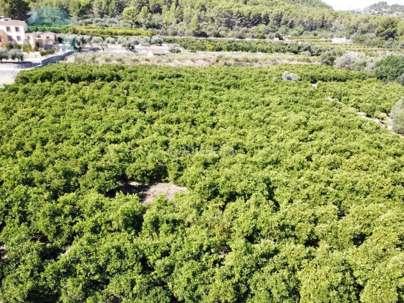 Foto 38a3a2c3-0745-48d4-9e50-ab0564d1c9f7. Fondo rustico in Orba