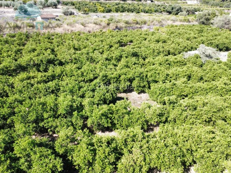 Foto 80f02f93-9c57-4ebd-919e-8a3e56aa78af. Fondo rustico in Orba