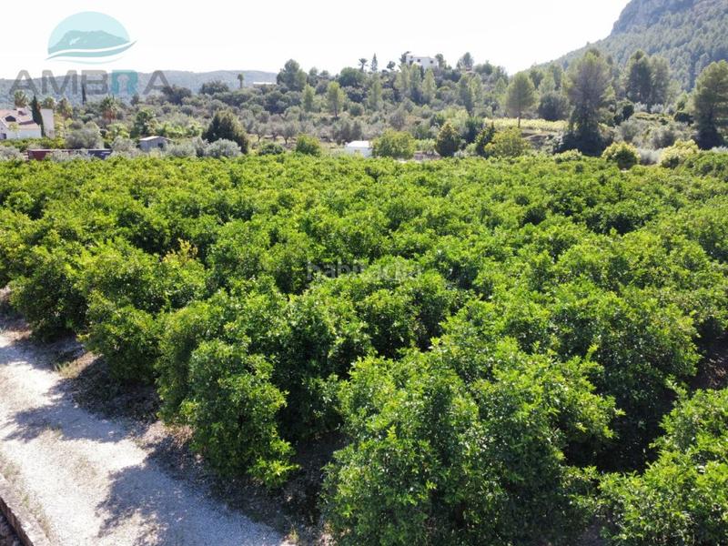 Foto e985dddf-1a47-46fd-b70d-a59385592d71. Fondo rustico in Orba