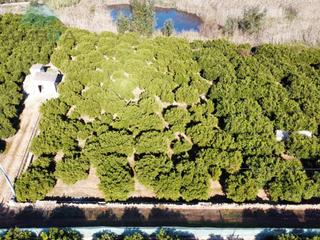 Rural plot  Bassa del sineu. Terreno con luz en la bassa del sineu