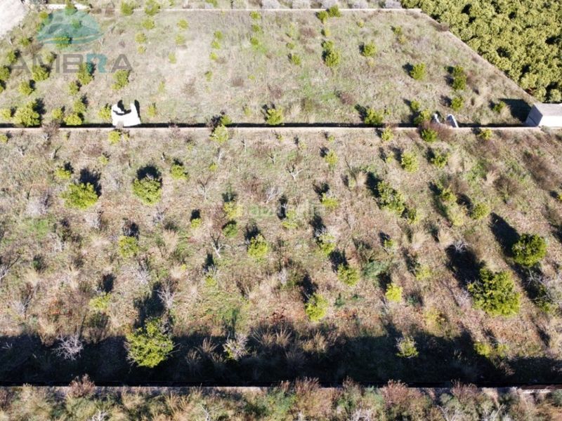 Foto 1a53a4f9-28da-4289-a2e0-1ce9070f51c2. Finca rústica a Atzúbia (L´)