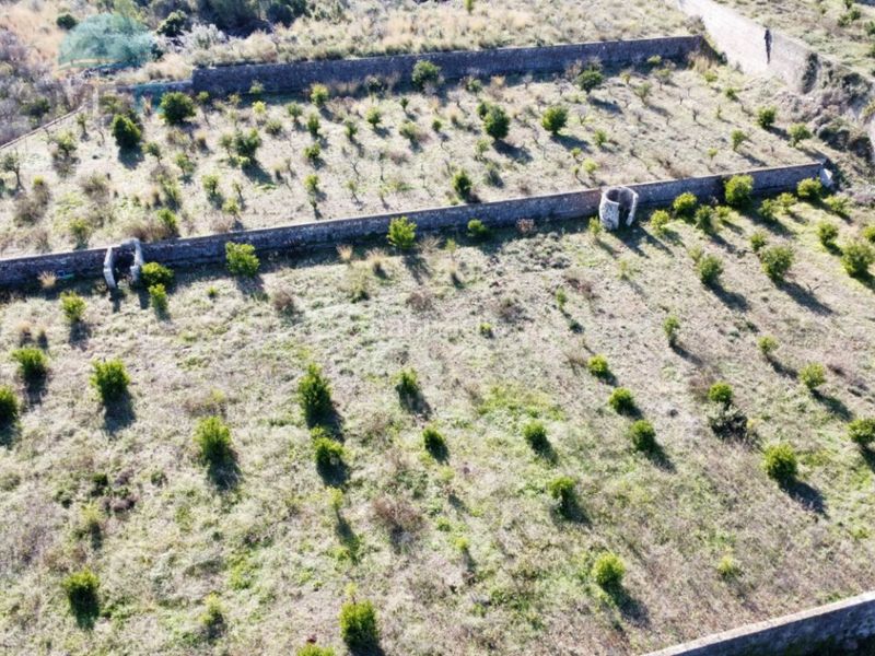 Foto 831809c2-7d01-47b6-9eb8-146946da8272. Finca rústica a Atzúbia (L´)