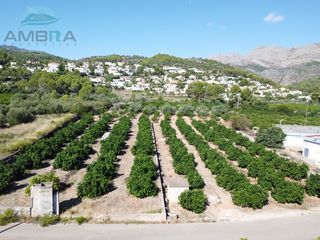 Landgut  Partida fontilles. Huerto de naranjos en plena produccion en orba
