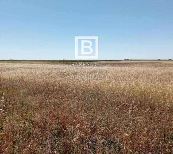 Foto 5dca2af8-b849-4ceb-bb7a-219f2e165dc6. Rural plot in Mota del Cuervo