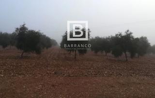 Finca rústica  N/a. Finca agrícola