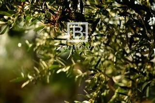 Finca rústica en N/A