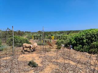 Terreny residencial a Cala Morell. Terreno de uso agrario