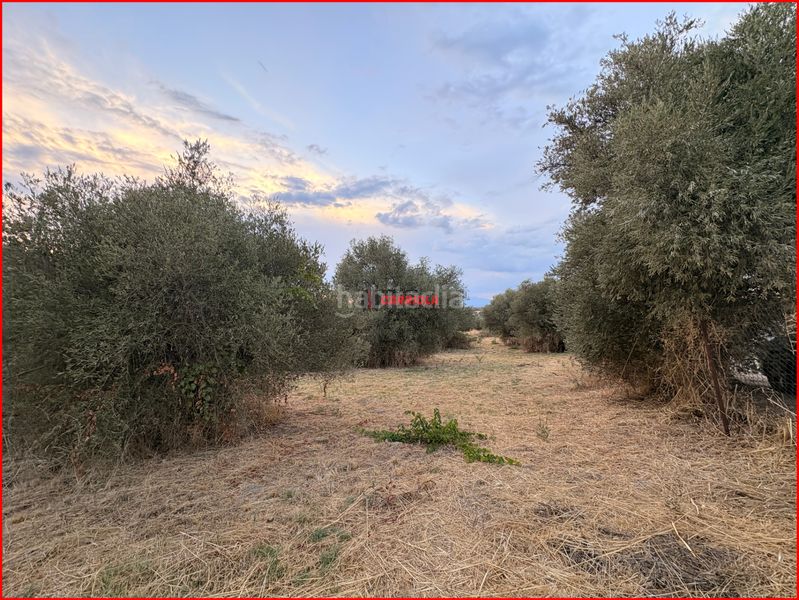Foto 73e56a25-8326-4c7a-a5c5-927b3471c27e. Rural plot in Torre de Esteban Hambrán (La)