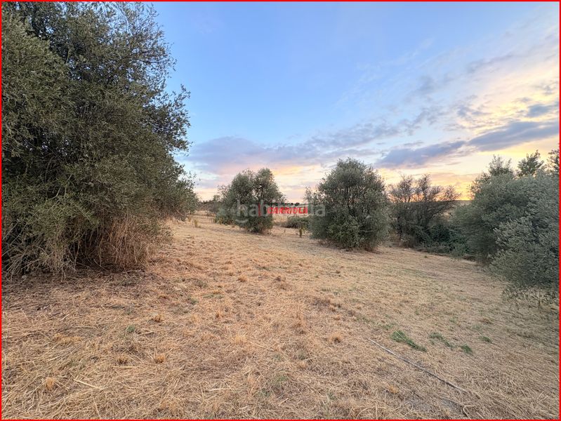 Foto b71f55e9-d734-4a1e-815b-0a026a27511e. Rural plot in Torre de Esteban Hambrán (La)