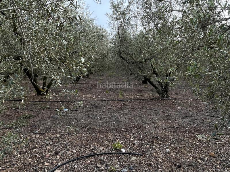 Foto 4bd9ac5b-a6cb-45b4-9578-3a00baf366c6. Fondo rustico in e-15 267 in Tarraco Cambrils