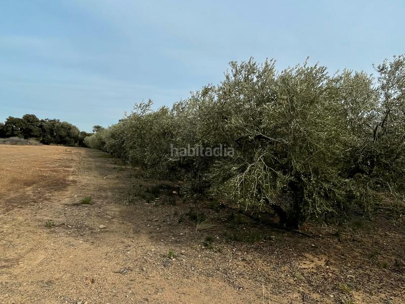 Foto 683b21ad-ad56-494d-895a-67c8ea245b6b. Finca rústica a e-15 267 a Tarraco Cambrils