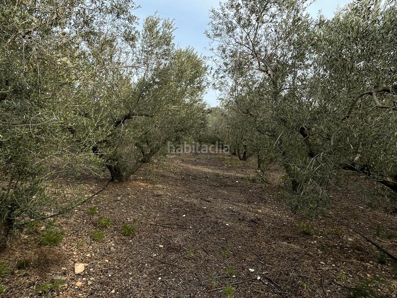 Foto 42696a55-664e-4e8b-8584-4245f1c20b94. Finca rústica en e-15 267 en Tarraco Cambrils