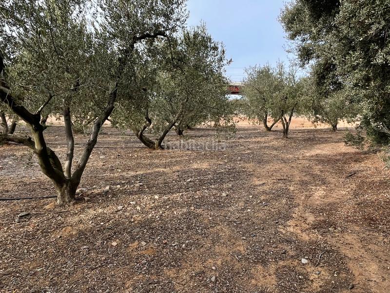 Foto f3e8a7ef-f7f0-4ce9-8919-b24b759b45bd. Finca rústica en e-15 267 en Tarraco Cambrils