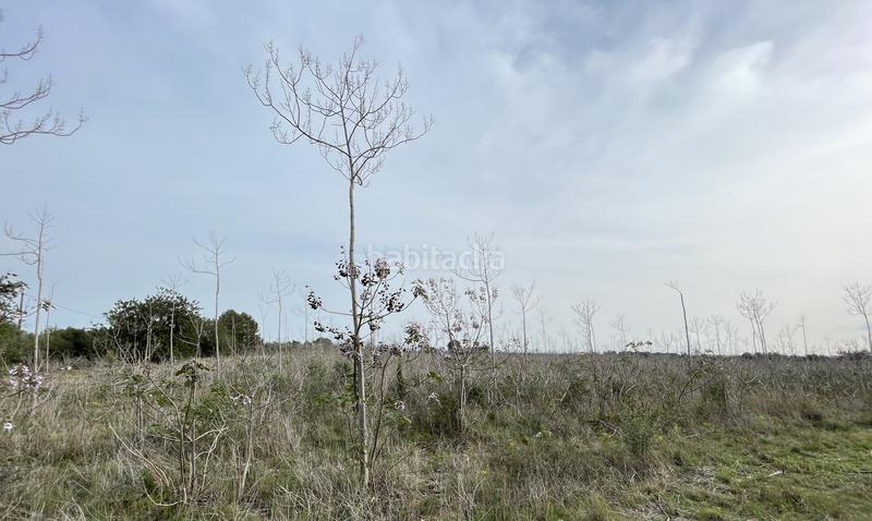 Foto 21bc1ee7-a423-4660-9c3b-1acf93e5cbd7. Finca rústica a partida teixells 33 a Tarraco Cambrils