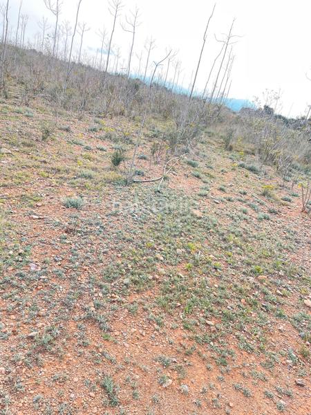 Foto b5bc290d-7c12-4647-a35d-91a10bed3bef. Finca rústica a partida teixells 33 a Tarraco Cambrils