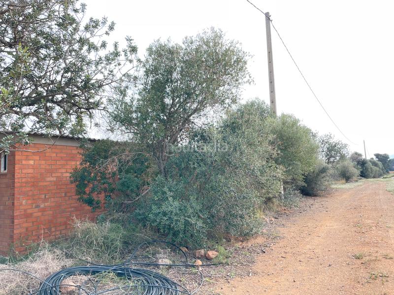 Foto d9f54277-1ceb-441b-aa7f-591e94f52375. Finca rústica a partida teixells 33 a Tarraco Cambrils