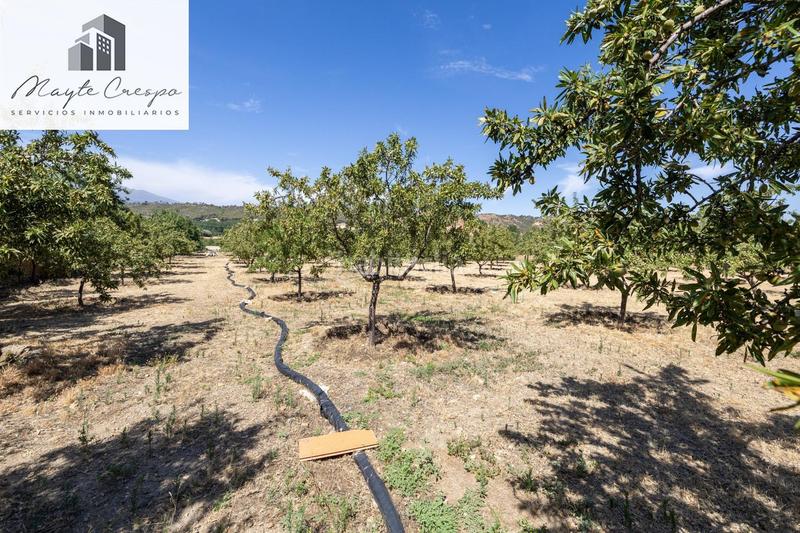 Foto 9e4d7cb6-05c4-47d7-b01e-406421d8ad2a. Finca rústica parcela rústica de 3.700 m con casa, piscina y árboles frutales en alcudia de guadix en Valle del Zalabí