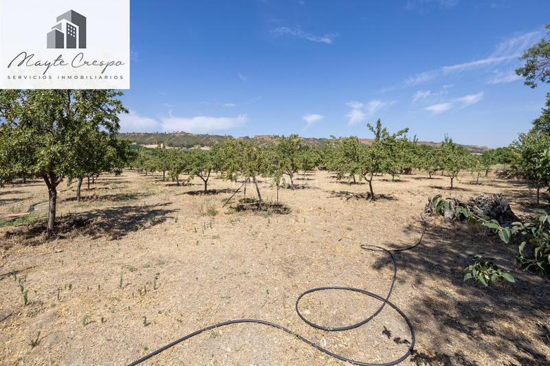 Foto cb0b36df-3000-4fa4-85c6-fa5af27a4995. Finca rústica parcela rústica de 3.700 m con casa, piscina y árboles frutales en alcudia de guadix en Valle del Zalabí